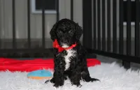 Bobby, a male Poodle - Miniature  for sale in Millersburg, OH – 5 of 9