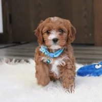 Easton, a male Cavapoo for sale in Millersburg, OH – Photo 2 of 10
