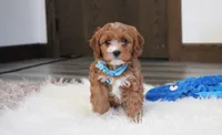 Easton, a male Cavapoo for sale in Millersburg, OH – Photo 2 of 10