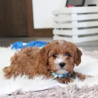 Easton, a male Cavapoo for sale in Millersburg, OH – Photo 9 of 10