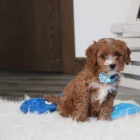 Easton, a male Cavapoo for sale in Millersburg, OH – Photo 5 of 10