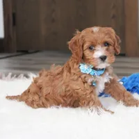 Easton, a male Cavapoo for sale in Millersburg, OH – Photo 7 of 10