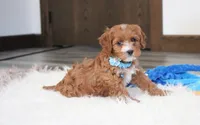 Easton, a male Cavapoo for sale in Millersburg, OH – Photo 7 of 10