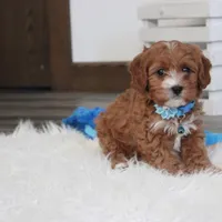 Easton, a male Cavapoo for sale in Millersburg, OH – Photo 10 of 10