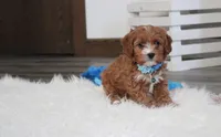 Easton, a male Cavapoo for sale in Millersburg, OH – Photo 10 of 10