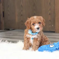 Easton, a male Cavapoo for sale in Millersburg, OH – Photo 6 of 10