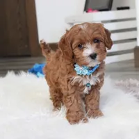 Easton, a male Cavapoo for sale in Millersburg, OH – Photo 1 of 10