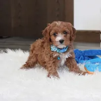 Easton, a male Cavapoo for sale in Millersburg, OH – Photo 4 of 10