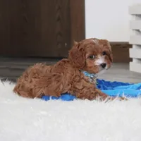 Easton, a male Cavapoo for sale in Millersburg, OH – Photo 3 of 10