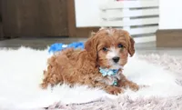 Easton, a male Cavapoo for sale in Millersburg, OH – Photo 8 of 10