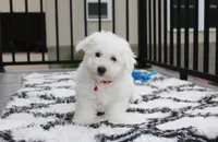 Karter , a male Bichon Frise for sale in Millersburg, OH – 4 of 4
