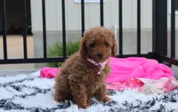 Sierra , a female Poodle - Miniature  for sale in Millersburg, OH – 3 of 7