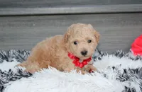 Kelby, a male Bichpoo for sale in Millersburg, OH – 4 of 6