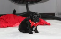 River, a male Yorkipoo for sale in Millersburg, OH – 3 of 7