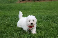 Kayson , a male Bichon Frise for sale in Millersburg, OH – 10 of 10