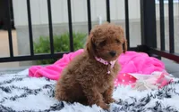 Sierra , a female Poodle - Miniature  for sale in Millersburg, OH – 2 of 7