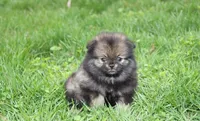 Khloe , a female Pomeranian for sale in Millersburg, OH – Photo 2 of 4