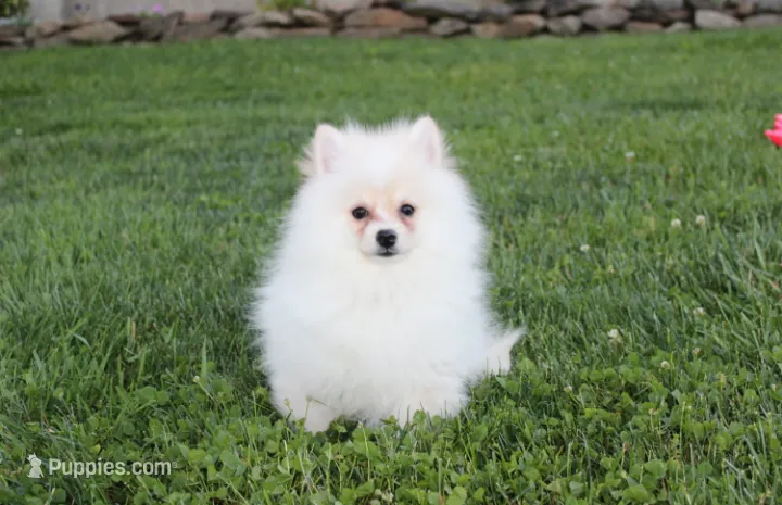 Charlie  – Pomeranian puppy for sale in Millersburg, OH