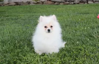 Charlie , a male Pomeranian for sale in Millersburg, OH – 1 of 6