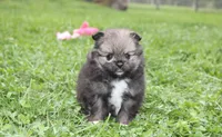 Jazzy, a female Pomeranian for sale in Millersburg, OH – 3 of 10