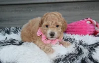 Kallista , a female Bichpoo for sale in Millersburg, OH – 6 of 6