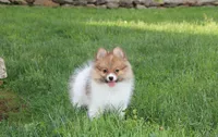 Theo, a male Pomeranian for sale in Millersburg, OH – 3 of 10