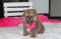 Zara, a female Pomeranian for sale in Millersburg, OH – 4 of 10