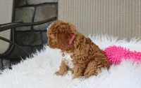 Freya , a female Cavapoo for sale in Millersburg, OH – 3 of 8