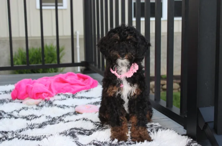 Amber  – Poodle - Miniature  puppy for sale in Millersburg, OH