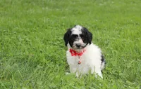 Ryder, a male Yorkipoo for sale in Millersburg, OH – 4 of 10