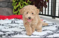 Kelby, a male Bichpoo for sale in Millersburg, OH – 6 of 10