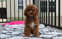 Phoebe , a female Cockapoo for sale in Millersburg, OH – 6 of 7