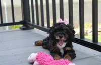 Athena , a female Poodle - Miniature  for sale in Millersburg, OH – 9 of 9
