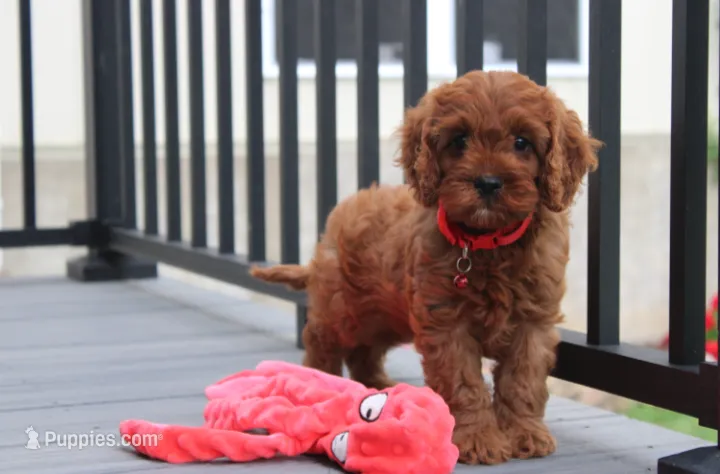Max – Cavapoo puppy for sale in Millersburg, OH