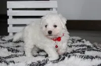 Kayson , a male Bichon Frise for sale in Millersburg, OH – 2 of 10