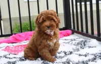 Penny , a female Cockapoo for sale in Millersburg, OH – 6 of 7