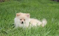 Layla, a female Pomeranian for sale in Millersburg, OH – 7 of 8