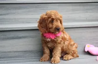 Lacie, a female Cockapoo for sale in Millersburg, OH – 6 of 8