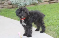 Ranger, a male Yorkipoo for sale in Millersburg, OH – 3 of 8