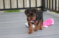 Elsa, a female Yorkipoo for sale in Millersburg, OH – 5 of 8