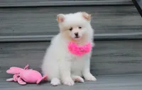 Luna, a female Pomeranian for sale in Millersburg, OH – 7 of 10