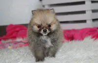 Bonnie, a female Pomeranian for sale in Millersburg, OH – 7 of 10
