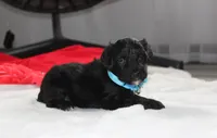 Ranger, a male Yorkipoo for sale in Millersburg, OH – 4 of 7