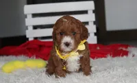 Mateo, a male Cavapoo for sale in Millersburg, OH – 3 of 6
