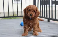 Major , a male Cavapoo for sale in Millersburg, OH – 5 of 9