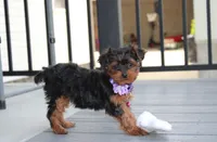 Elsa, a female Yorkipoo for sale in Millersburg, OH – 7 of 8