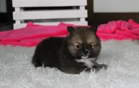 Bailey , a female Pomeranian for sale in Millersburg, OH – 10 of 10