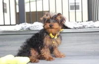 Enzo, a male Yorkipoo for sale in Millersburg, OH – 2 of 8