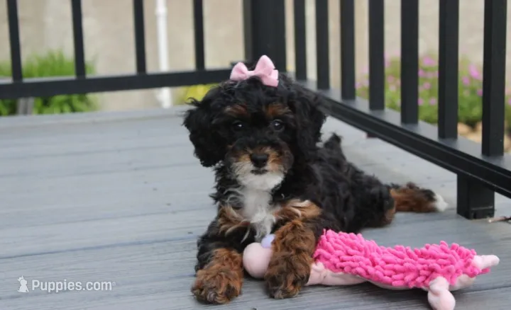 Athena  – Poodle - Miniature  puppy for sale in Millersburg, OH