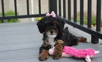 Athena , a female Poodle - Miniature  for sale in Millersburg, OH – 1 of 9